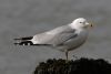 Ring-billed Gull at Rossi's Ice Cream, Westcliff (Steve Arlow) (66900 bytes)